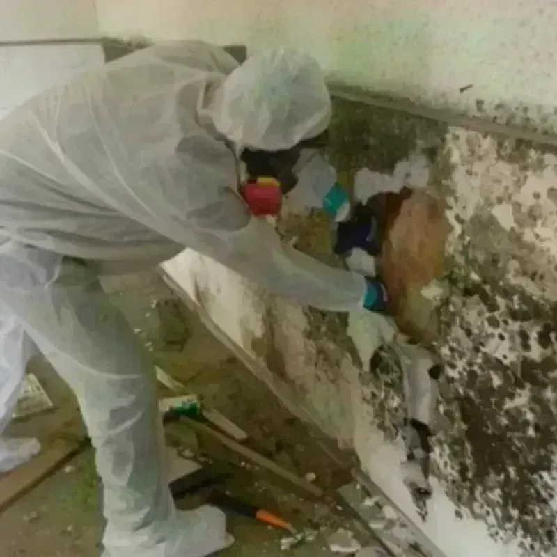 Mold Remediation and Removal in Cass County, MI